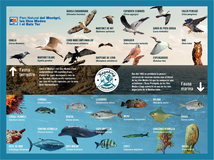 Costa Brava Species Guide