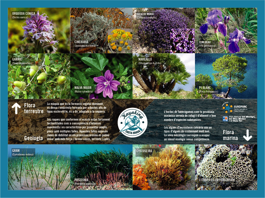 Flora terrestre i flora marina PNMMBT