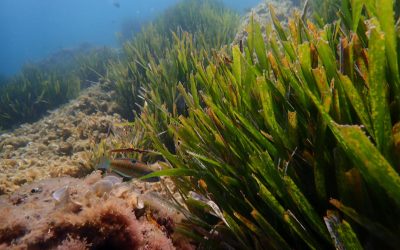 Entre la posidònia i les roques: esnòrquel guiat al Parc Natural de Cap de Creus
