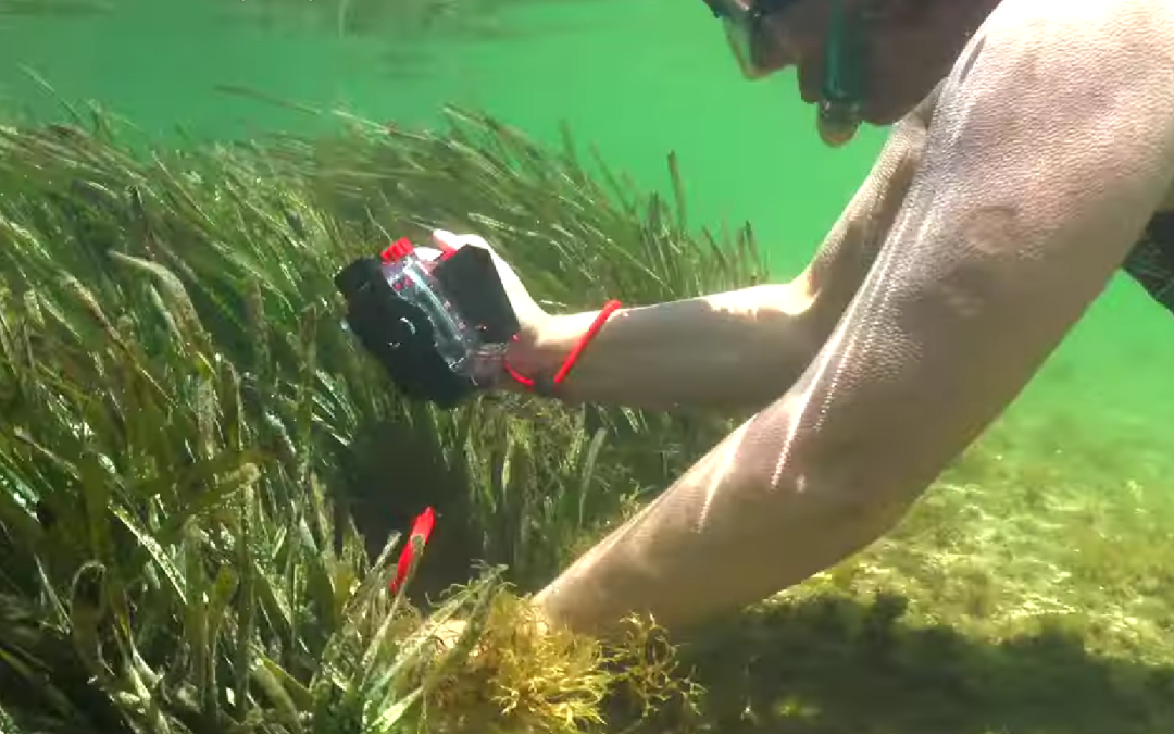 Immersió lleugera als fons marins del Parc Natural de Cap de Creus